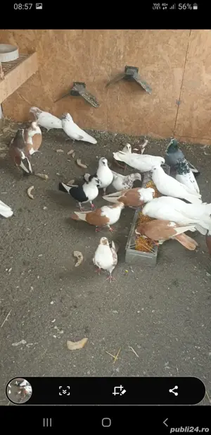 De vînzare jucători de galați