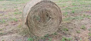 Baloti lucernă de vânzare