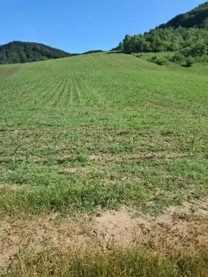 Teren pentru cabană,casă de vacanță 7000mp - imagine 4