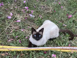 Pisici spre adoptie - imagine 3 Pisici spre adoptie - imagine 3