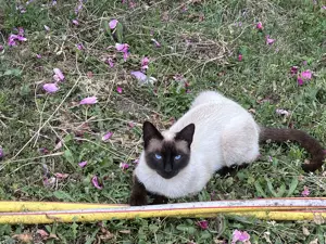 Pisici spre adoptie - imagine 2 Pisici spre adoptie - imagine 2