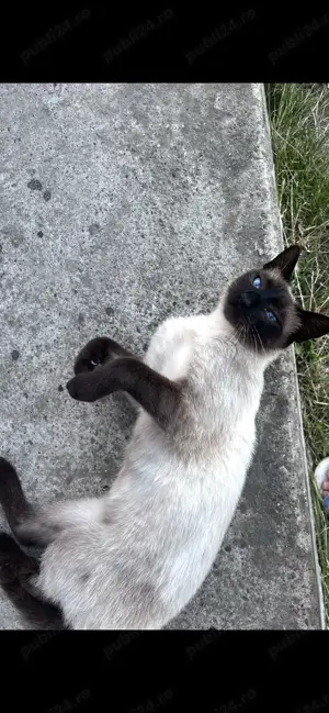 Pisici spre adoptie - imagine 5 Pisici spre adoptie - imagine 5