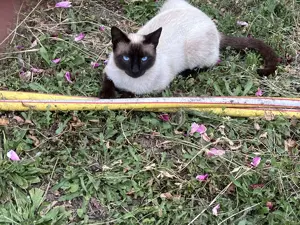 Pisici spre adoptie - imagine 4 Pisici spre adoptie - imagine 4