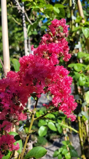 Ingrijitor plante ornamentale - imagine 2