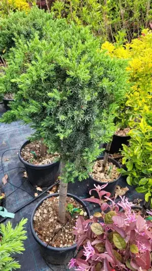 Ingrijitor plante ornamentale - imagine 4