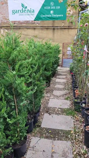 Ingrijitor plante ornamentale - imagine 3