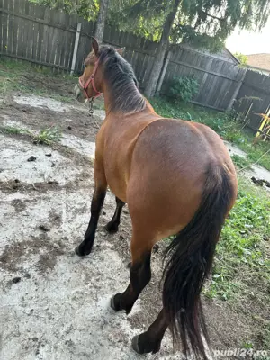 Manz de 1 an si 7 luni  - imagine 3