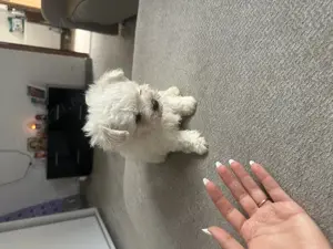 De Vânzare Pui Bichon Mini Toy   2 Luni - imagine 3