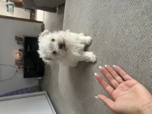 De Vânzare Pui Bichon Mini Toy   2 Luni - imagine 2