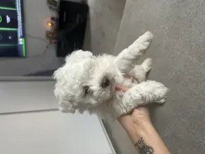 De Vânzare Pui Bichon Mini Toy   2 Luni - imagine 4