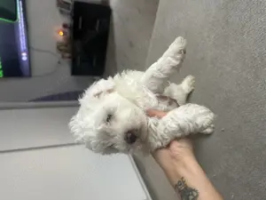 De Vânzare Pui Bichon Mini Toy   2 Luni - imagine 5