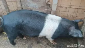 vand porci soldani bazna