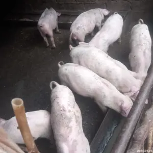 porci marisi purcei - imagine 4 porci marisi purcei - imagine 4