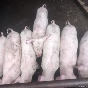 porci marisi purcei - imagine 5 porci marisi purcei - imagine 5