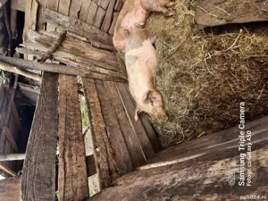 porc de vanzare. - imagine 2