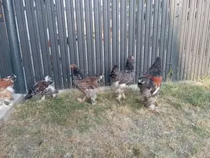 pui brahma porțelan și alte culori 