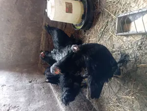 pui brahma porțelan și alte culori  - imagine 3