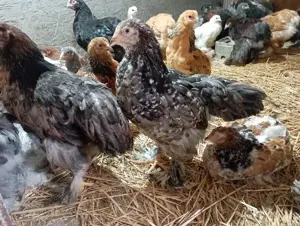 pui brahma porțelan și alte culori  - imagine 4