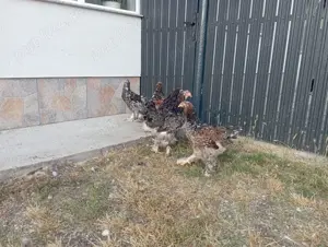 pui brahma porțelan și alte culori  - imagine 5