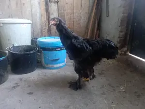 pui brahma porțelan și alte culori  - imagine 2