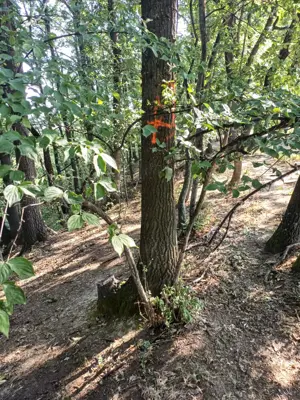 3200 mp padure Ilovat Mehedinti - imagine 6