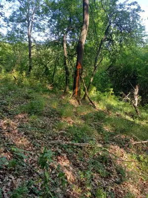 3200 mp padure Ilovat Mehedinti - imagine 4