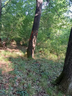 3200 mp padure Ilovat Mehedinti - imagine 5