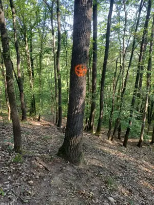 3200 mp padure Ilovat Mehedinti - imagine 7