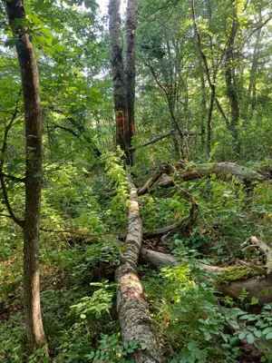 3200 mp padure Ilovat Mehedinti - imagine 3