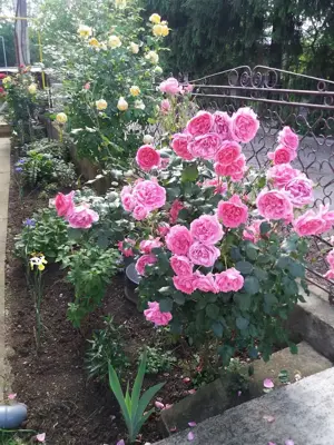 Casa de vanzare in Gura humorului - imagine 9 Casa de vanzare in Gura humorului - imagine 9