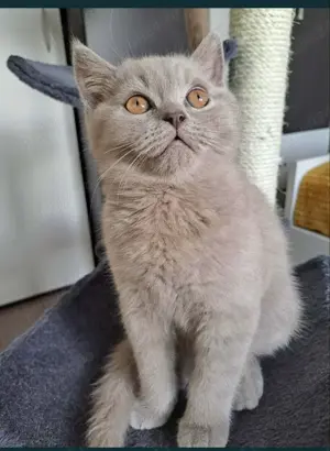 Motan British Shorthair pentru pisicuțe  - imagine 4