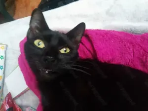 Pisica gratuit de adopție Panteruța