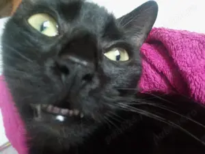 Pisica gratuit de adopție Panteruța - imagine 3