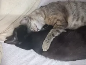 Pisica gratuit de adopție Panteruța - imagine 4