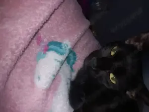 Pisica gratuit de adopție Panteruța - imagine 2