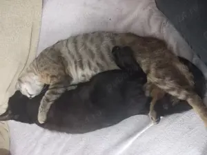 Pisica gratuit de adopție Panteruța - imagine 5