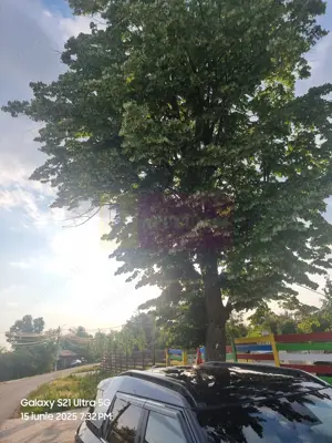 Se vinde teren 2150 mp in Teisori Giurgiu - imagine 13