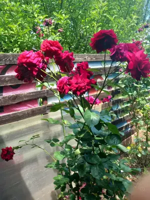 Camera de inchiriat - imagine 9