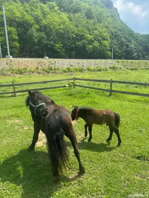 ponei de talie mică  - imagine 4