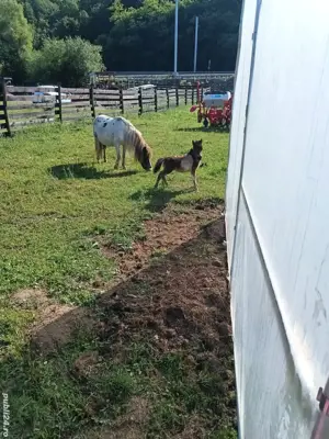 ponei de talie mică 