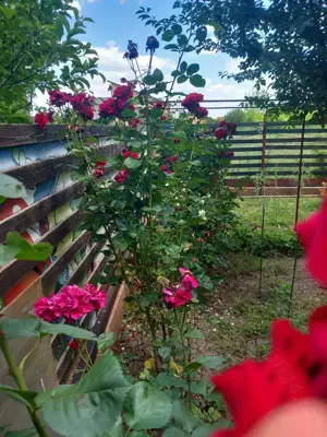 Camera de inchiriat - imagine 10