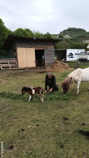 ponei de talie mică  - imagine 5