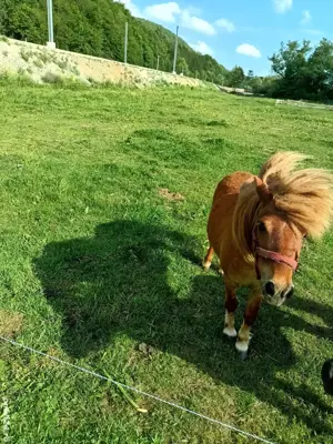 ponei de talie mică  - imagine 2