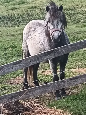 ponei de talie mică  - imagine 3