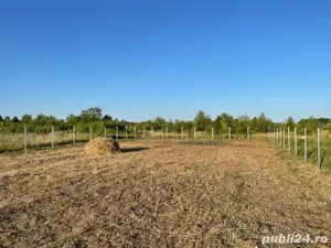 Vand teren intravilan 832mp Bucovat - imagine 2