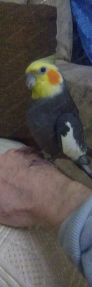 Papagal dresat  băiețel - imagine 3