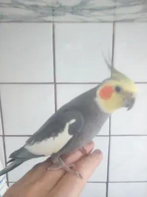 Papagal dresat  băiețel - imagine 4