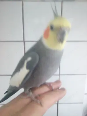 Papagal dresat  băiețel - imagine 2