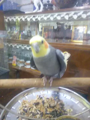 Papagal dresat  băiețel