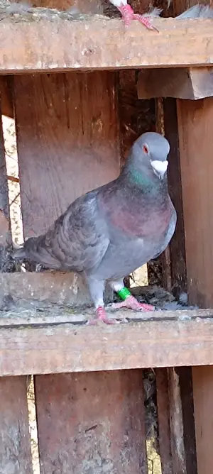 Porumbei culori rare  - imagine 2